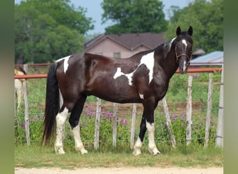 Tennessee Walking Horse, Wallach, 12 Jahre, 152 cm, Tobiano-alle-Farben