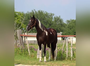 Tennessee Walking Horse, Wallach, 12 Jahre, 152 cm, Tobiano-alle-Farben