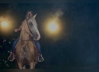 Tennessee Walking Horse, Wallach, 12 Jahre, 155 cm, Palomino