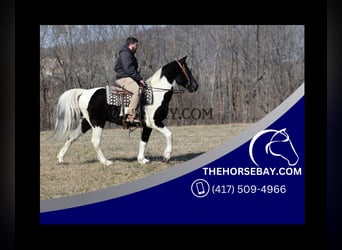 Tennessee Walking Horse, Wallach, 12 Jahre, 157 cm, Tobiano-alle-Farben
