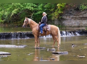 Tennessee Walking Horse, Wallach, 12 Jahre, 160 cm, Palomino