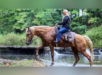 Tennessee Walking Horse, Wallach, 12 Jahre, 160 cm, Palomino