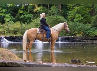 Tennessee Walking Horse, Wallach, 12 Jahre, 160 cm, Palomino