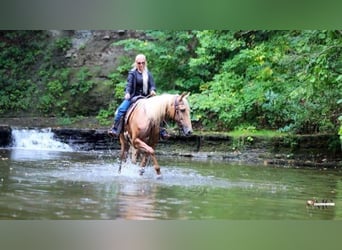 Tennessee Walking Horse, Wallach, 12 Jahre, 160 cm, Palomino