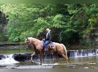 Tennessee Walking Horse, Wallach, 12 Jahre, 160 cm, Palomino