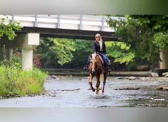 Tennessee Walking Horse, Wallach, 12 Jahre, 160 cm, Palomino