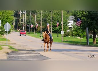 Tennessee Walking Horse, Wallach, 12 Jahre, 160 cm, Palomino