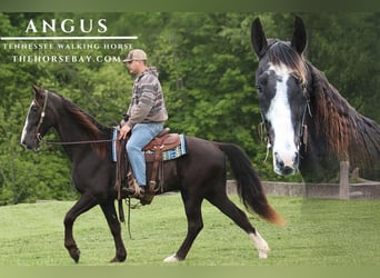 Tennessee Walking Horse, Wallach, 12 Jahre, Rappe