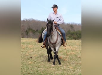 Tennessee Walking Horse, Wallach, 12 Jahre, Roan-Blue