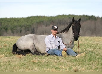 Tennessee Walking Horse, Wallach, 12 Jahre, Roan-Blue