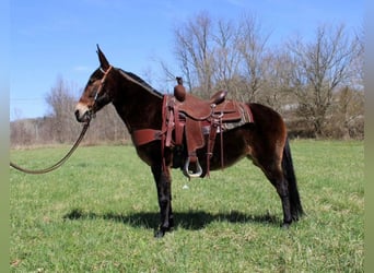 Tennessee Walking Horse, Wallach, 13 Jahre, 145 cm, Rotbrauner