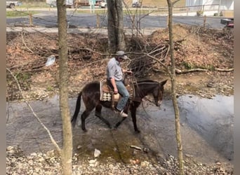 Tennessee Walking Horse, Wallach, 13 Jahre, 145 cm, Rotbrauner