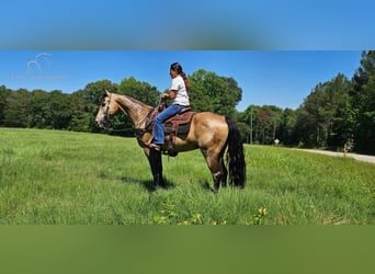 Tennessee Walking Horse, Wallach, 13 Jahre, 152 cm, Buckskin