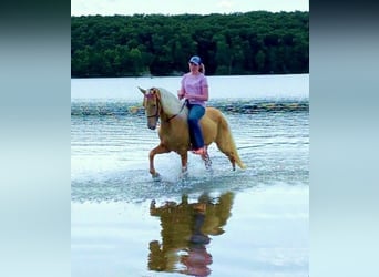 Tennessee Walking Horse, Wallach, 13 Jahre, 152 cm, Palomino