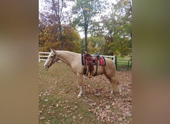 Tennessee Walking Horse, Wallach, 13 Jahre, 152 cm, Palomino