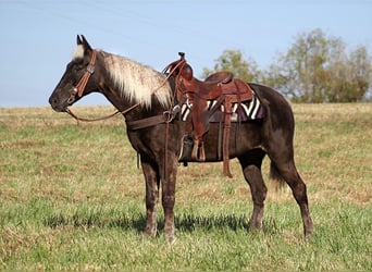 Tennessee Walking Horse, Wallach, 13 Jahre, 155 cm, Brauner