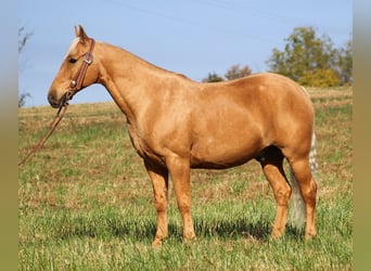 Tennessee Walking Horse, Wallach, 13 Jahre, 155 cm, Palomino