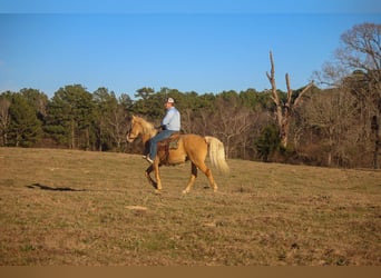 Tennessee Walking Horse, Wallach, 13 Jahre, 155 cm, Palomino