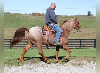 Tennessee Walking Horse, Wallach, 13 Jahre, 155 cm, Roan-Red