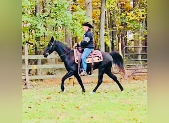 Tennessee Walking Horse, Wallach, 13 Jahre, 155 cm