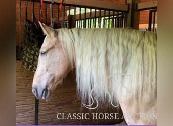 Tennessee Walking Horse, Wallach, 13 Jahre, 163 cm, Palomino