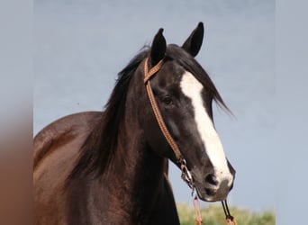 Tennessee Walking Horse, Wallach, 13 Jahre, Rappe