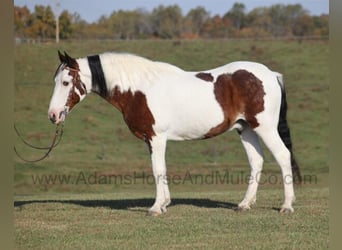 Tennessee Walking Horse, Wallach, 13 Jahre, Rotbrauner