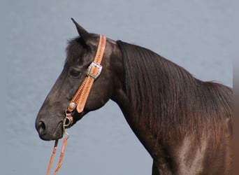 Tennessee Walking Horse, Wallach, 13 Jahre, Tobiano-alle-Farben