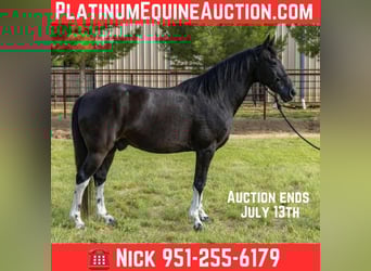 Tennessee Walking Horse, Wallach, 13 Jahre, Tobiano-alle-Farben