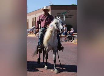 Tennessee Walking Horse, Wallach, 14 Jahre, 142 cm, Schimmel