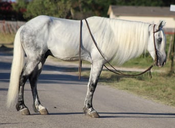 Tennessee Walking Horse, Wallach, 14 Jahre, 142 cm, Schimmel