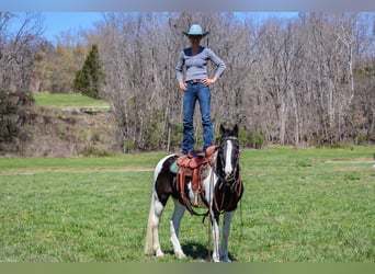 Tennessee Walking Horse, Wallach, 14 Jahre, 150 cm, Rappe