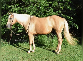 Tennessee Walking Horse, Wallach, 14 Jahre, 152 cm, Palomino