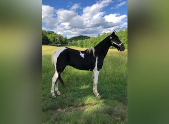 Tennessee Walking Horse, Wallach, 14 Jahre, 152 cm, Rappe