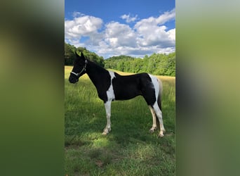 Tennessee Walking Horse, Wallach, 14 Jahre, 152 cm, Rappe