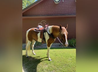 Tennessee Walking Horse, Wallach, 14 Jahre, 152 cm, Rotfuchs