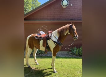 Tennessee Walking Horse, Wallach, 14 Jahre, 152 cm, Rotfuchs