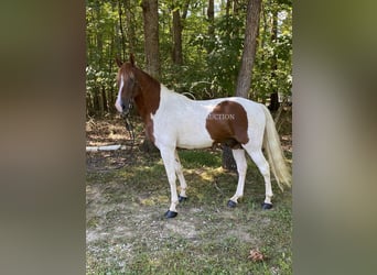Tennessee Walking Horse, Wallach, 14 Jahre, 152 cm, Rotfuchs
