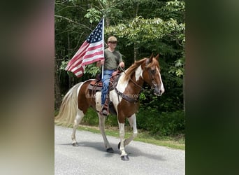 Tennessee Walking Horse, Wallach, 14 Jahre, 152 cm, Rotfuchs