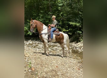 Tennessee Walking Horse, Wallach, 14 Jahre, 152 cm, Rotfuchs