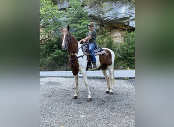 Tennessee Walking Horse, Wallach, 14 Jahre, 152 cm, Rotfuchs