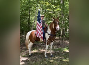 Tennessee Walking Horse, Wallach, 14 Jahre, 152 cm, Rotfuchs