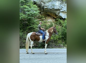 Tennessee Walking Horse, Wallach, 14 Jahre, 152 cm, Rotfuchs