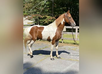 Tennessee Walking Horse, Wallach, 14 Jahre, 152 cm, Rotfuchs