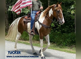 Tennessee Walking Horse, Wallach, 14 Jahre, 152 cm, Rotfuchs