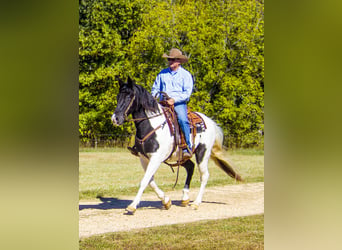 Tennessee Walking Horse, Wallach, 14 Jahre, 152 cm, Tobiano-alle-Farben