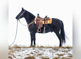 Tennessee Walking Horse, Wallach, 14 Jahre, 155 cm, Rappe