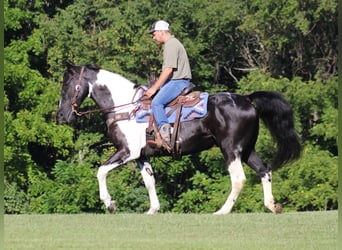 Tennessee Walking Horse, Wallach, 14 Jahre, 157 cm, Tobiano-alle-Farben