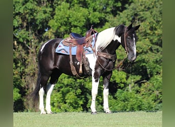 Tennessee Walking Horse, Wallach, 14 Jahre, 157 cm, Tobiano-alle-Farben