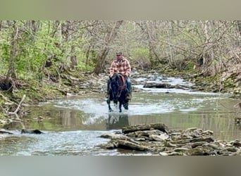 Tennessee Walking Horse, Wallach, 14 Jahre, Rappe